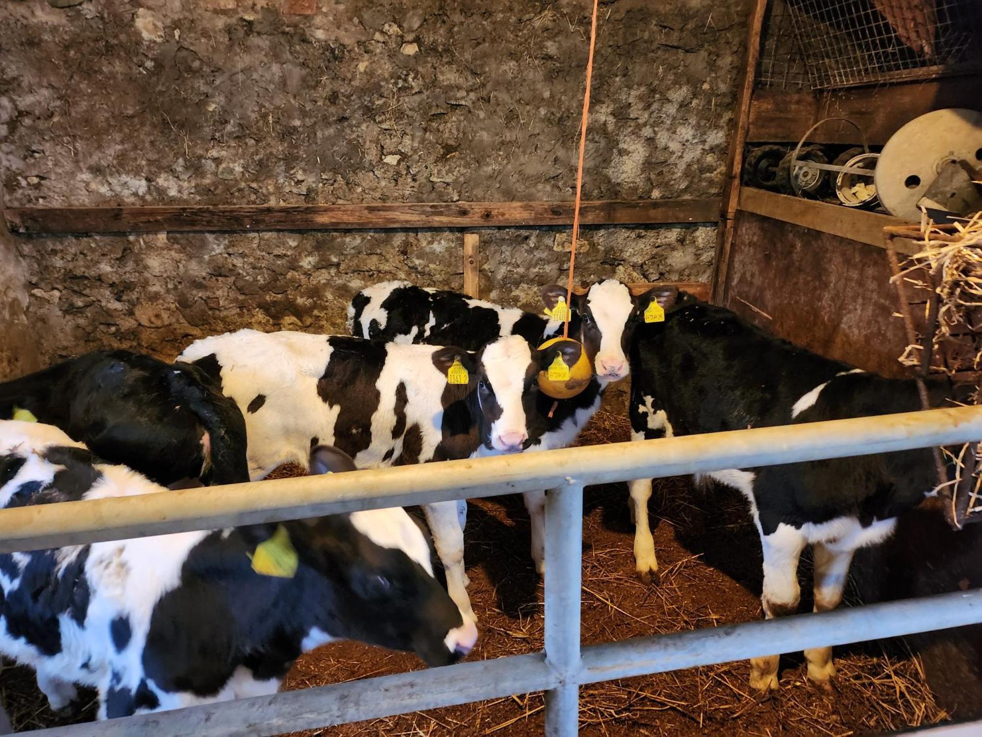 Kerrib Farm * Pomeroy